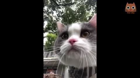 Vídeos Engraçados de Gatos e Cães - Best Funny Animal Videos 2022