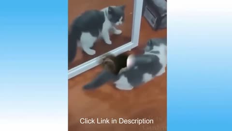 Cute kittens Short Video