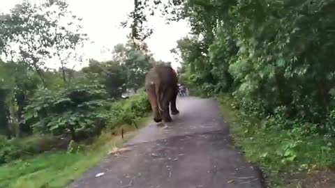 Elephant Chasing Man In the Village