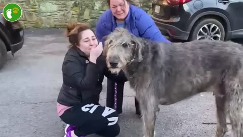 Most Emotional Animals Reunited With Owners After Years!