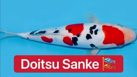 Amazing Doitsu Sanke Koi 🎏😱🔥