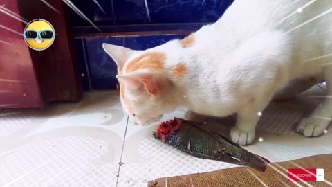 Cat Eating Fish | ASMR | #cat #fish #asmr #eating