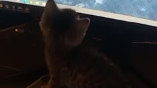 Kitty chases wrong mouse