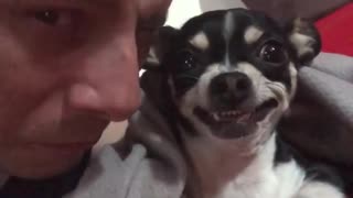 Small dog making face each time owner tries to kiss it