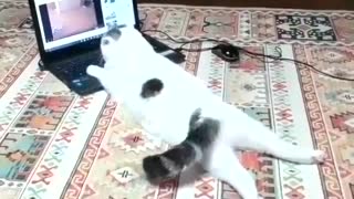 Just a Normal Cat Watching Cat Videos on Youtube