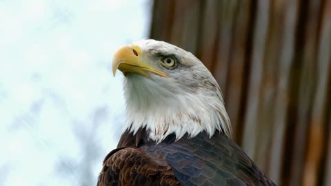 Eagle with sharp eyes that suggest strength
