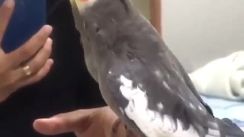 Cocktail bird standing on the hand of its owner in front of the woman and sings an amazing