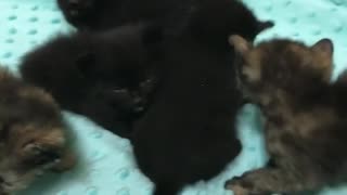 Small Kittens On Thier Bed