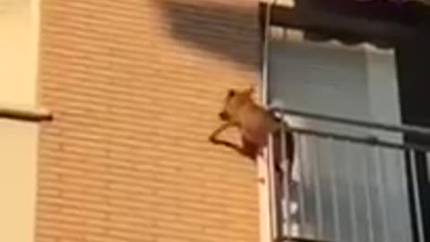 Tras sufrir horas sin agua y bajo el intenso sol, un perro se lanza del balcón