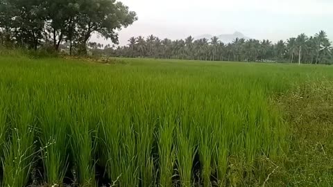 Paddy field in india