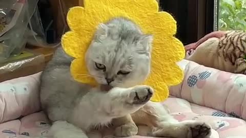 sunflower style cat