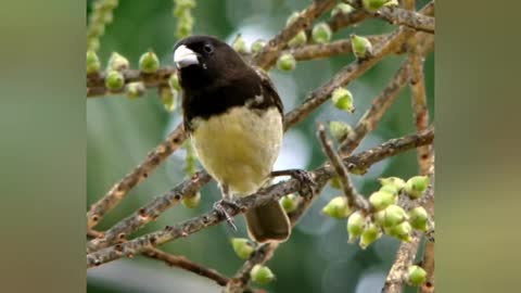 Os pássaros de canto mais bonito do nordeste