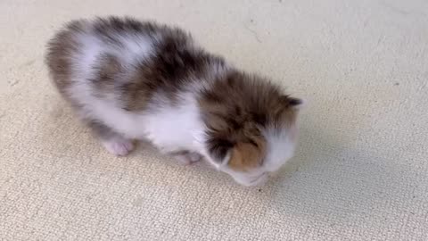 The way the kitten stumbles around is so cute!