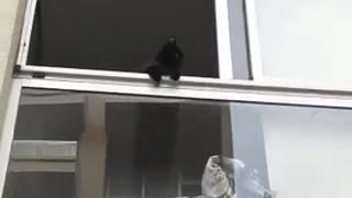 Black kitten staring down from white window