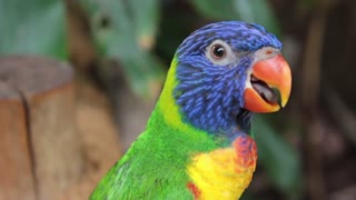 Female Colorful Parrot Signals Her Babies
