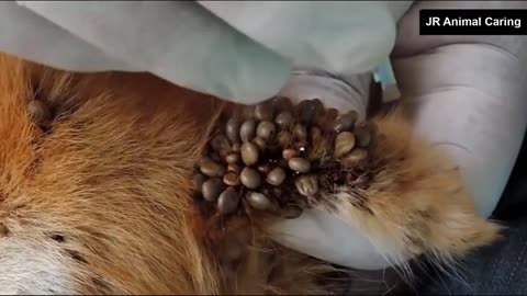 We Are Help This Poor Dog From dangerous Ticks Attack |ticks on dogs removal| Ticks|