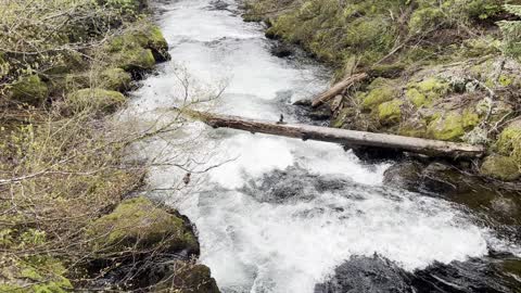 The Beautiful Fish Lake Creek – Clear Lake Loop – Central Oregon – 4K