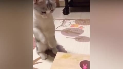 Funny Cats and Cute Pets Compliance Cuteness And Funniest Animals Video😂...