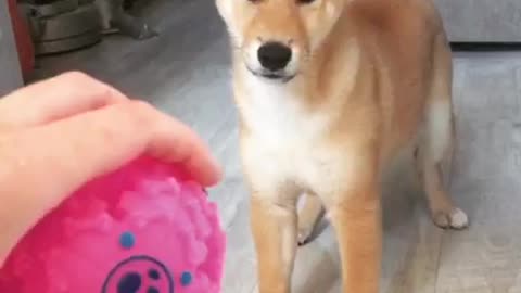 Shiba Inu puppy scared of harmless toy ball