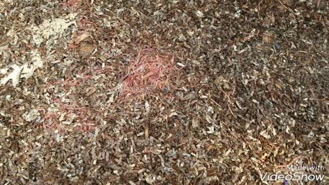 CFT Compost Bin Update 2