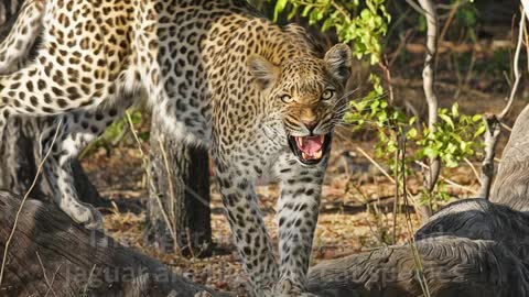 Genus Panthera || The big cats genus! 3,5