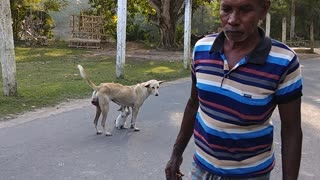 Stray Dog Helps Hungry Cat