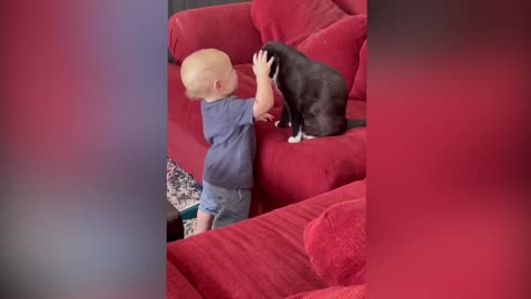 Cutest Babies Play With Cats 7