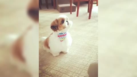 So smart and flexible Shih Tzu, her palms are so cute that she hugs her owner