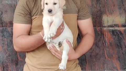 Watch My Puppy Grow | Labrador Retriever one month transformation | puppy transformation