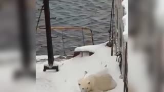 Huge Hungry Polar Bear Climbs Onto Russian Ship