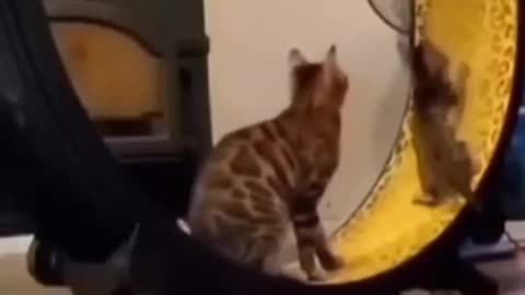 So Cute Cat Funny Video | amazing video