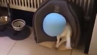 Jack Russel Takes Balloon into His House