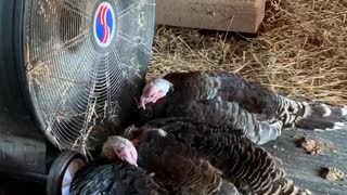 Clever Turkeys Sit In Front Of Fan During Heat Wave