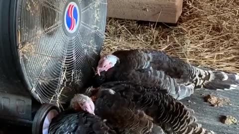 Clever Turkeys Sit In Front Of Fan During Heat Wave