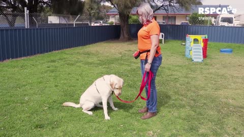 FREE DOG TRAINING SERIES – Lesson 1: how to teach your dog to sit and drop