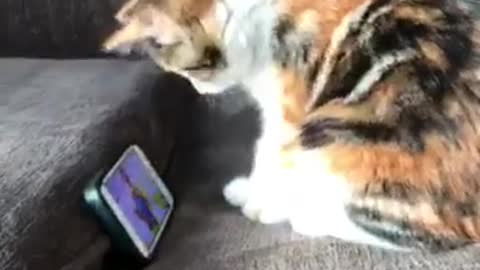 Adorable Little Kitten Loves Watching Viral Videos