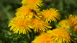 Spring time in my garden