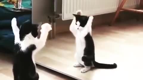 Cat in the mirror. Even fun can be surprising
