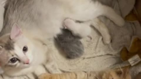 Cat dad offers emotional support to mama cat & kittens