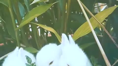 Small rabbits eat from one place