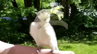 How Do You Do Cockatoo?