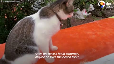 This Hawaiian Cat Loves Surfing With His Parents | The Dodo