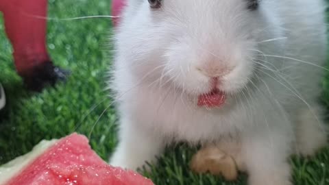 Baby rabbit eating watermelon