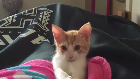 Cute kitty bounce
