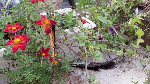 Monarch caterpillar house. a safe place for them to grow. 16