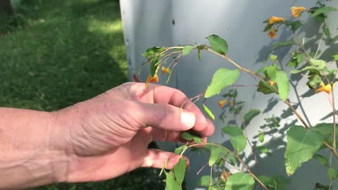 Jewelweed demo