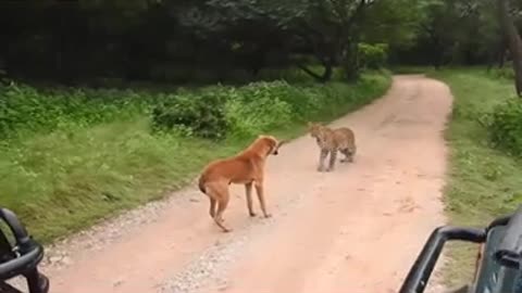 Wow! funny dog funny tiger