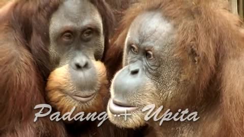 Orangutan's love story. А если это любовь?