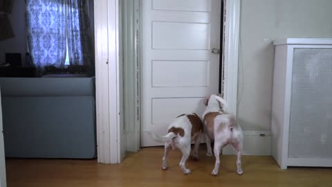 Dogs vs Ghost Prank