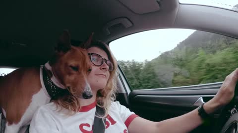 This Cute Basenji Puppy Will Melt Your Heart - A Car Drive!